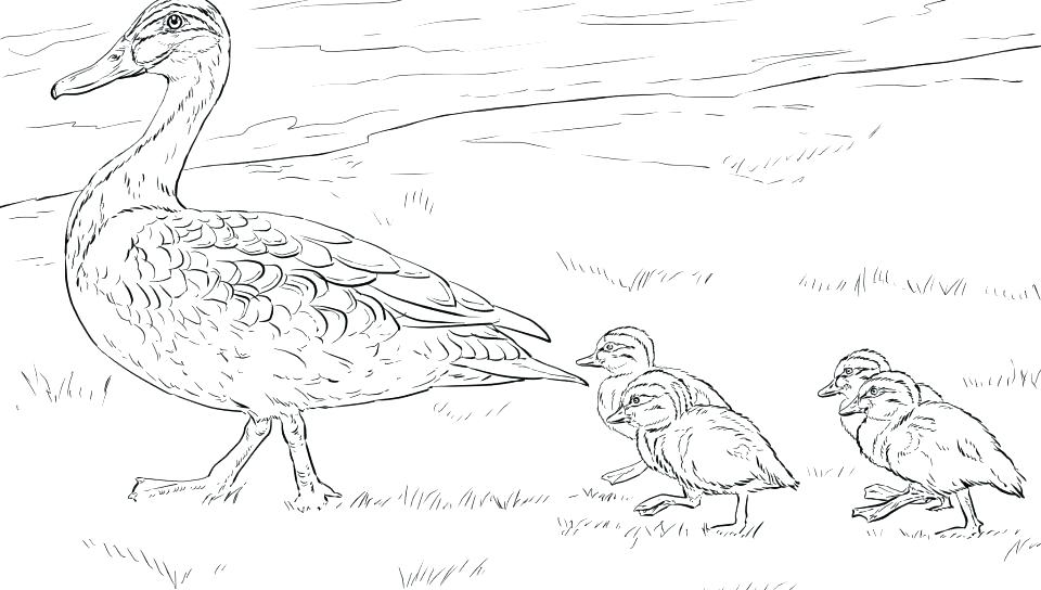 960x544 Mallard Duck Coloring Page Grandmaman Site