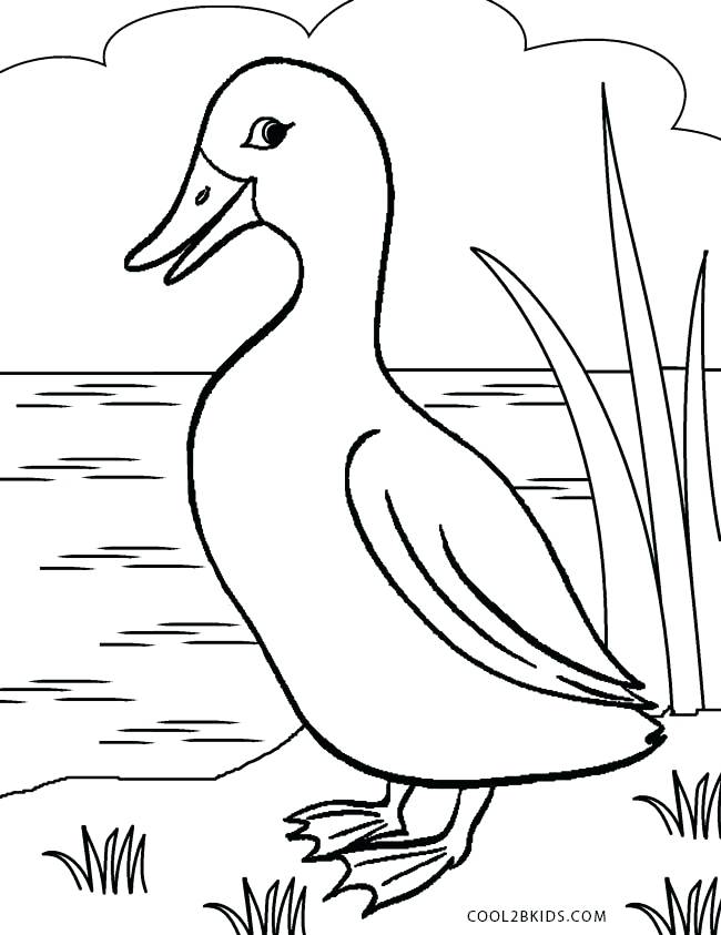 Realistic Duck Coloring Pages at GetDrawings | Free download
