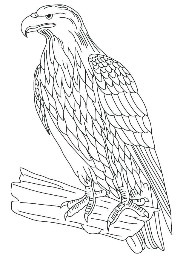 613x860 Bald Eagle Coloring Sheet S Bald Eagle Coloring Page Free