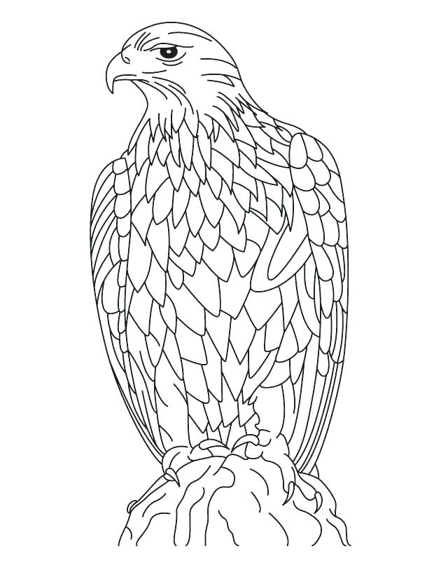 630x810 Eagle Coloring Page Bald Eagle Coloring Page Together With Silent