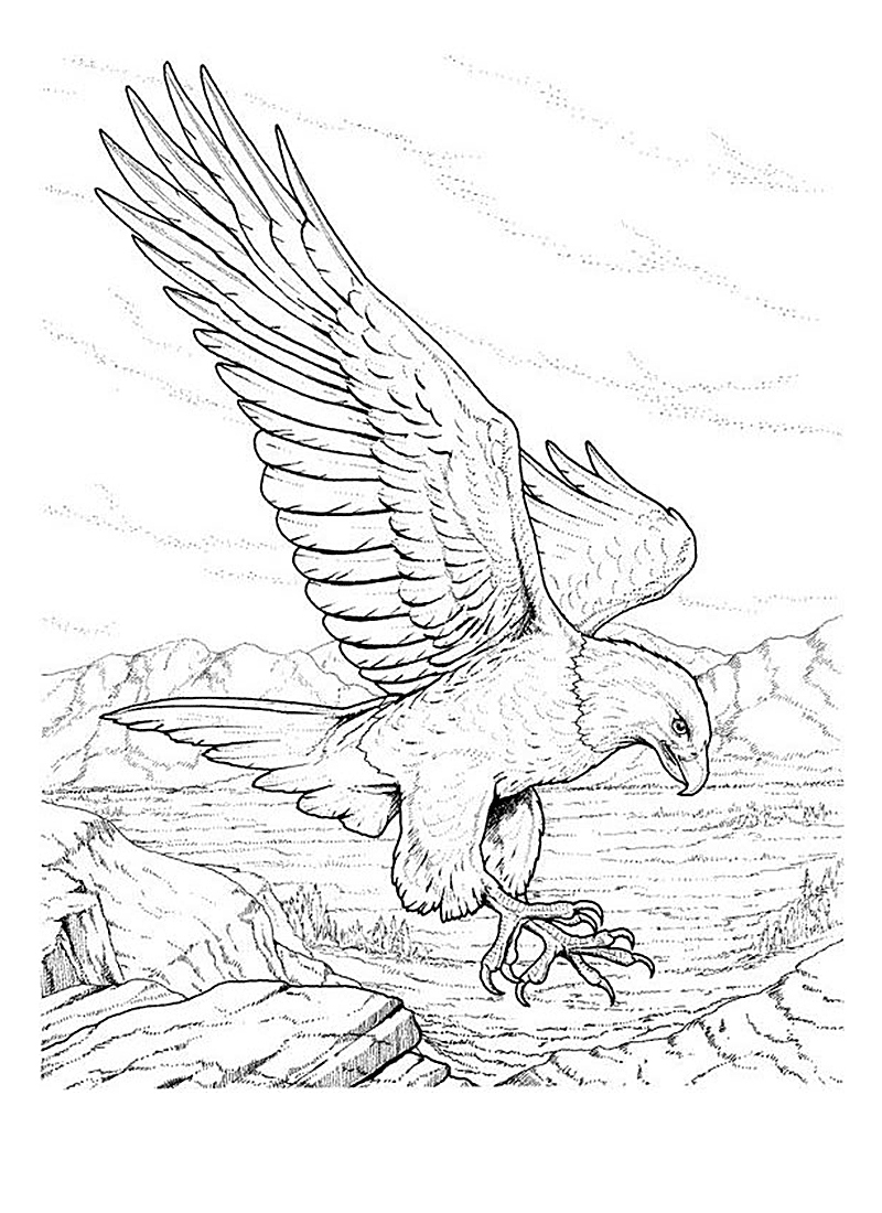 800x1100 Eagle Coloring Pages Beautiful Free Printable Bald Eagle Coloring