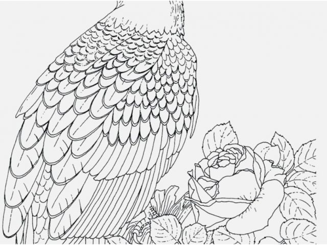 640x480 Bald Eagle Coloring Page Pics Perched Golden Eagle Bald Coloring