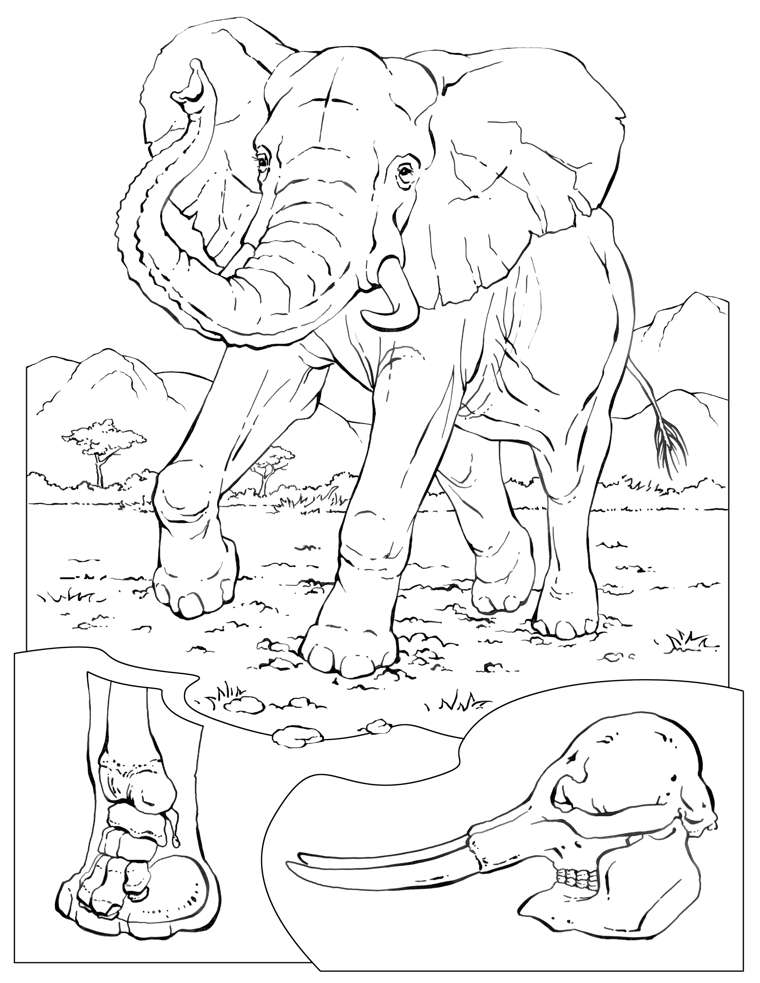 2550x3300 Free Printable Elephant Coloring Pages For Kids