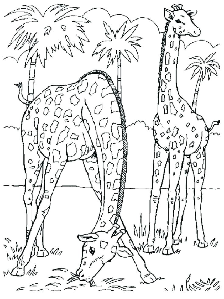 736x981 Farm Animal Coloring Pages Pdf Printable Coloring Animal Coloring