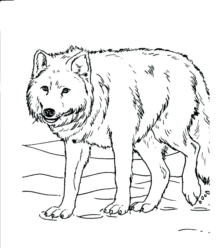 728x833 Real Animal Coloring Pages Farm Animal Coloring Book Also Best