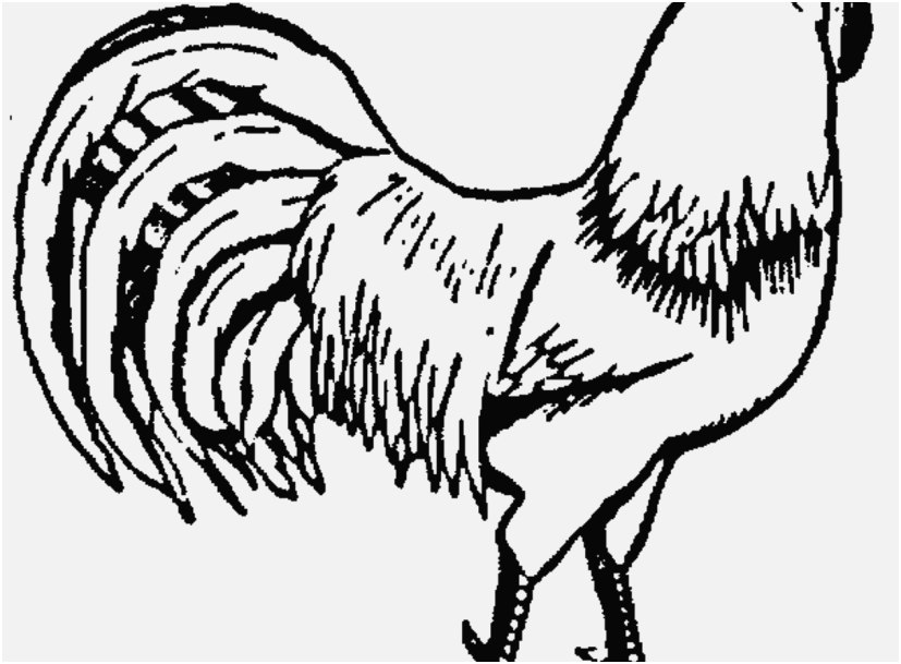 827x609 Rooster Coloring Page Collection Realistic Farm Animal Coloring