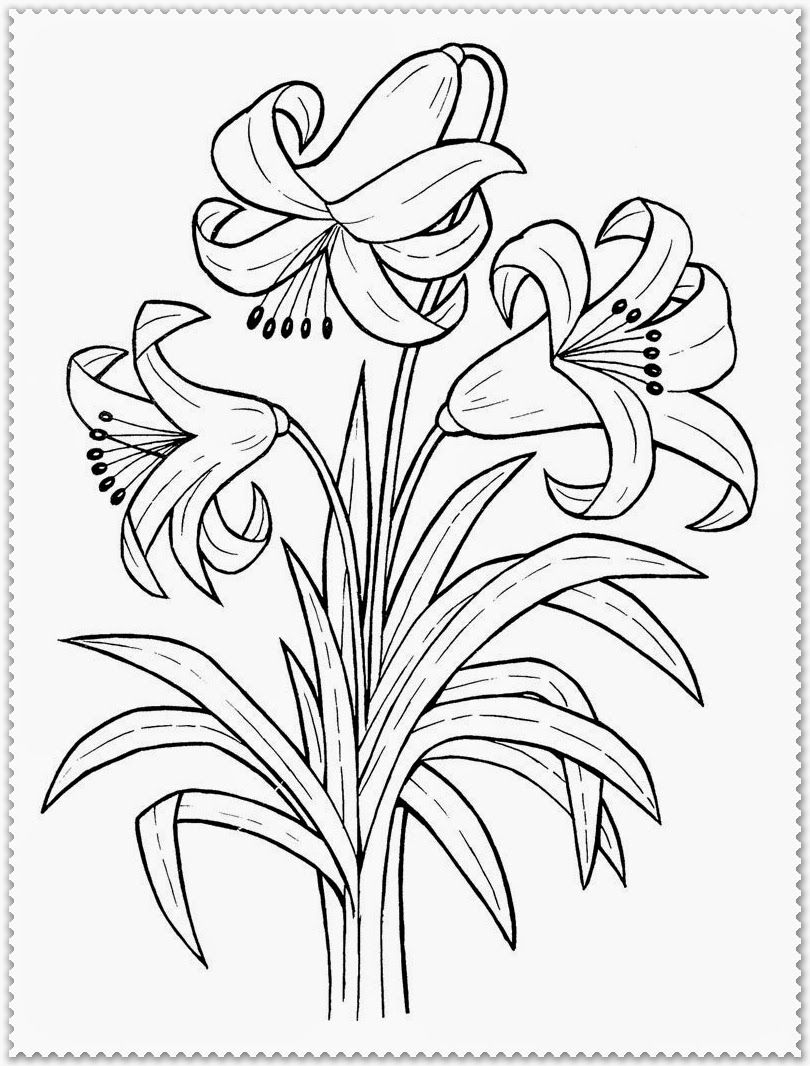 810x1066 Realistic Flower Coloring Pages