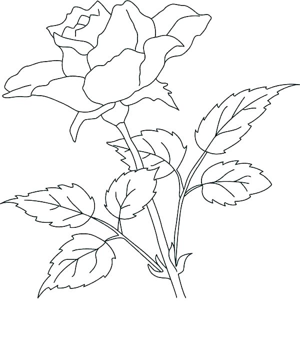 600x673 Realistic Flower Coloring Pages Be Flower Coloring Pages Realistic
