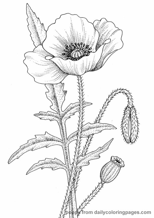 531x750 Realistic Flower Coloring Pages Inofations For Your Design
