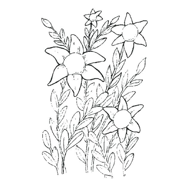 600x600 Realistic Flower Coloring Pages Realistic Flower Coloring Pages