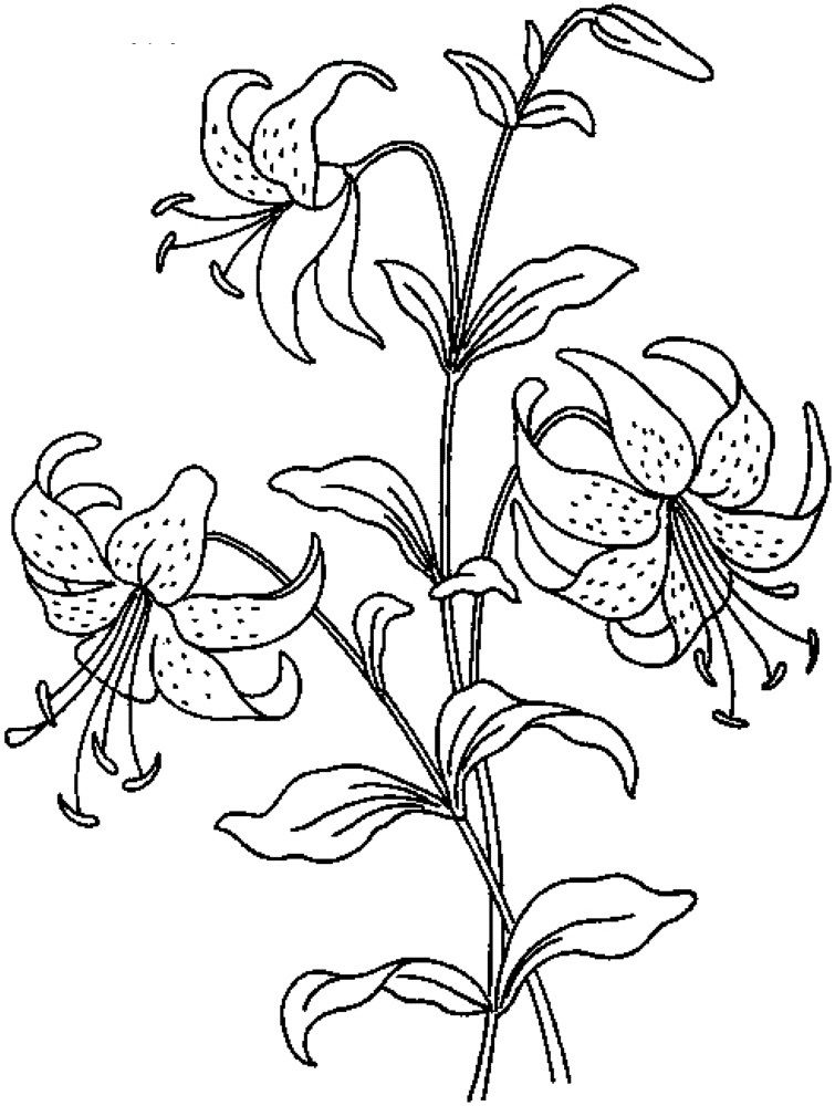 755x1000 Realistic Flowers Coloring Pages Print Coloring Pages To Print