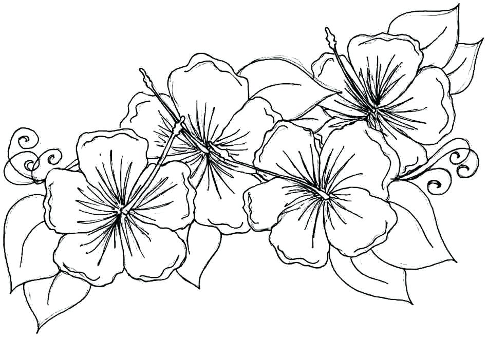 948x656 Free Printable Realistic Flower Coloring Pages Free Printable
