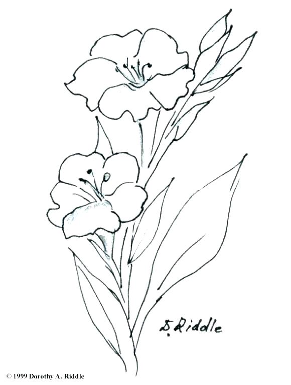 580x766 Realistic Flower Coloring Pages