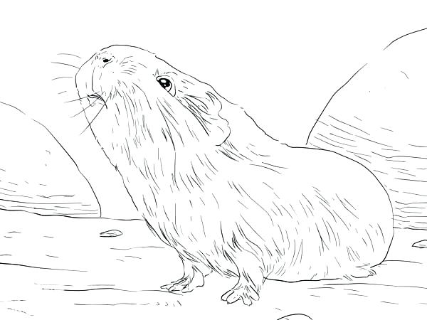 600x450 Cool Guinea Pig Coloring Pages Cool Guinea Pig Coloring Pages