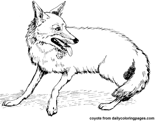 500x391 Coyotes Animal Coloring Pages
