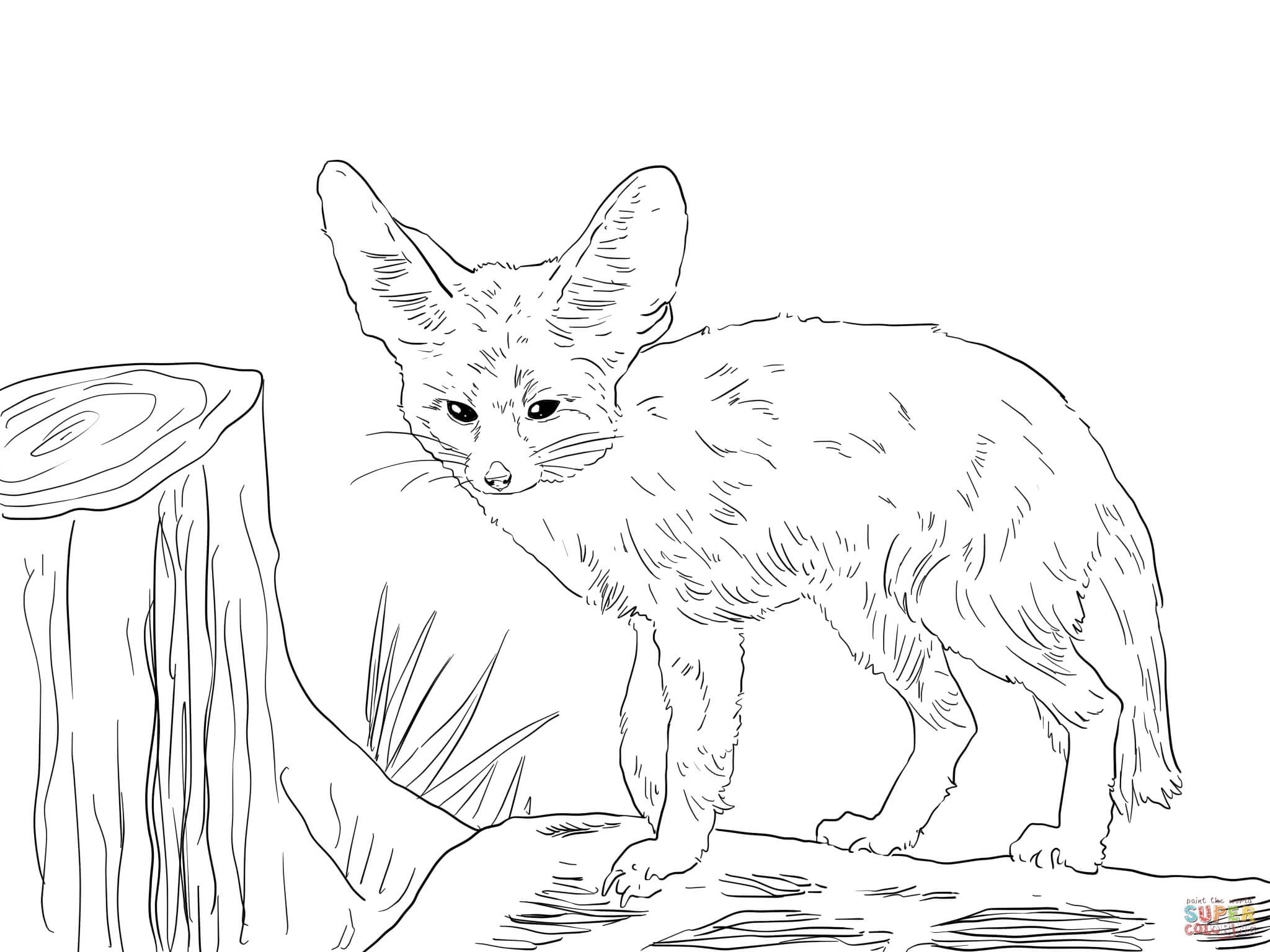 2048x1536 North Africa Fennec Fox Coloring Page Realistic Pages