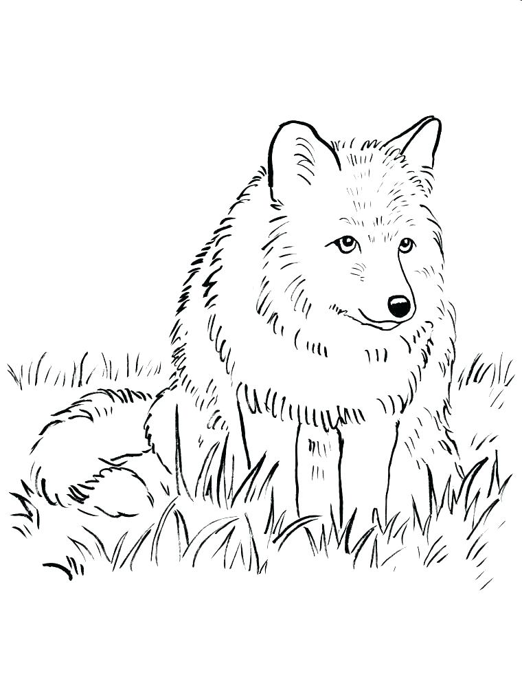 760x985 Realistic Adult Wolf Coloring Pages Free Printable Amazing Wolf
