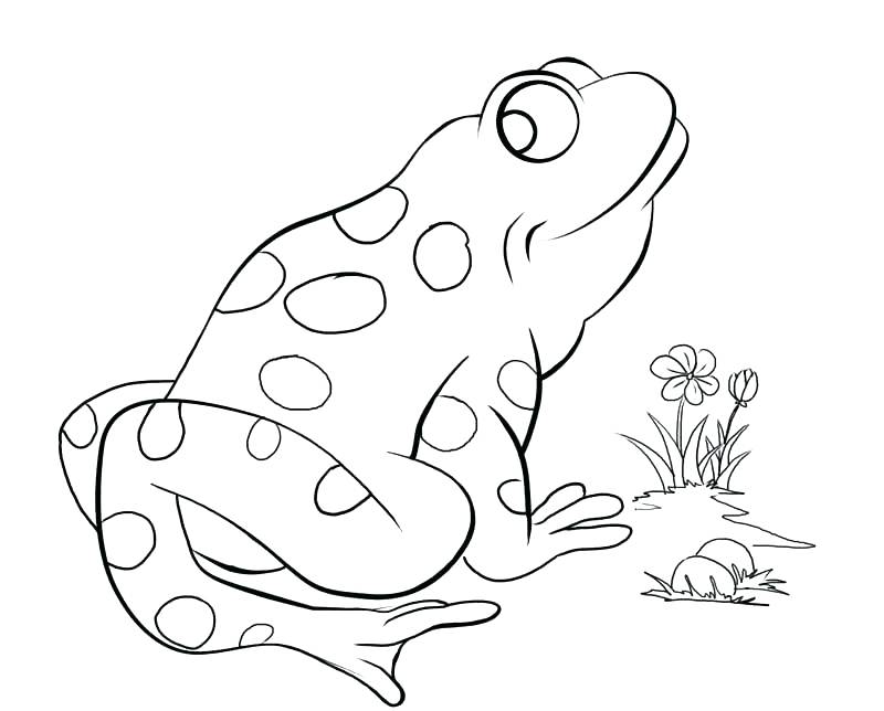 800x644 Red Eyed Tree Frog Coloring Page Coloring Page Realistic Frog Red