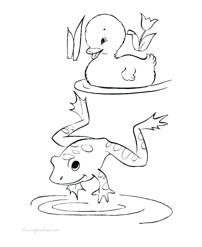 670x820 Realistic Frog Coloring Pages Coloring Design