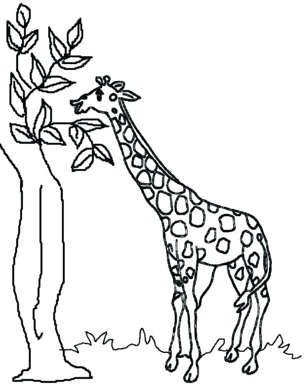 618x782 Giraffe Coloring Pages Giraffe Coloring Sheet Coloring Giraffe