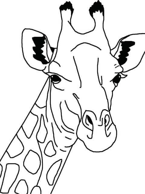 480x640 Unique Giraffe Coloring Pages And Realistic Giraffe Coloring