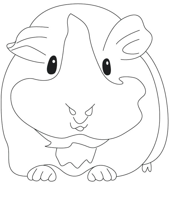 600x695 Guinea Pig Coloring Pages Pregnant Guinea Pig Coloring Page