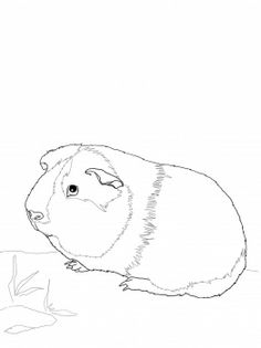 236x315 Top Free Printable Guinea Pig Coloring Pages Online Cavy