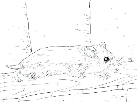 480x360 Best Of Hamster Coloring Page Images