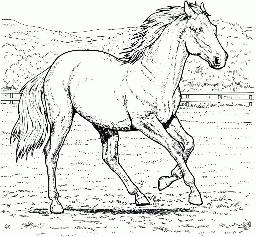 1025x951 Realistic Horse Coloring Pages Best