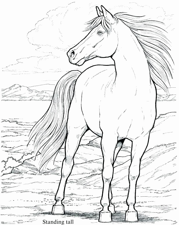 615x770 Stallion Coloring Pages Photograph Horse Coloring Book To Her
