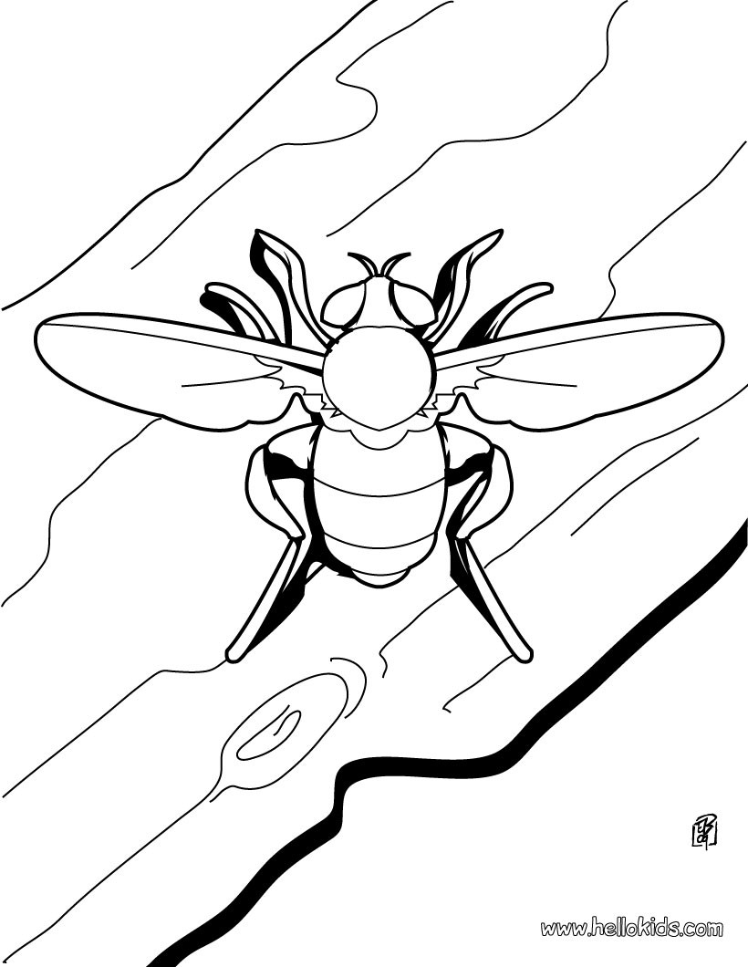820x1060 Insect Coloring Pages