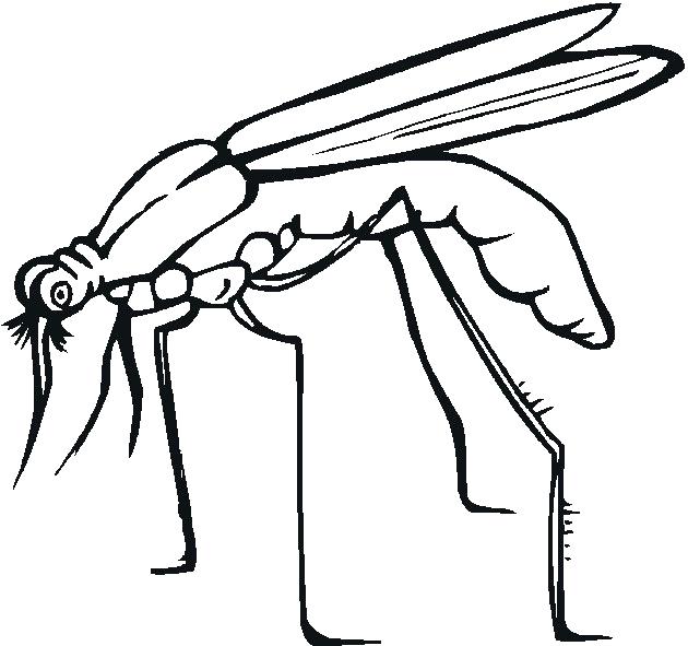 630x591 Insect Coloring Pages Realistic Insect Coloring Pages