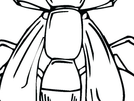 440x330 Coloring Pages Of Insects Coloring Insects Realistic Insect