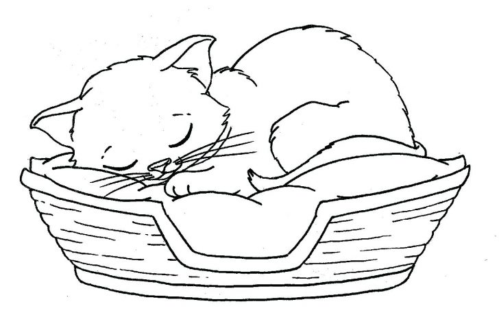 728x463 Cute Kitten Coloring Pages Realistic Cat For Adults Page