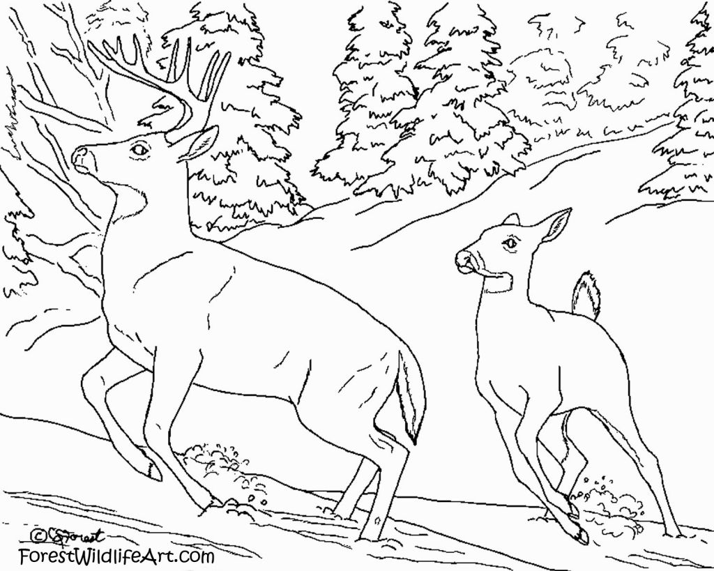 1024x819 Forest Animals Coloring Pages Coloring Pages