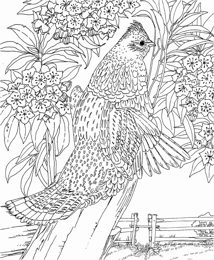 736x893 Best Coloring Pages Images On Realistic Landscape