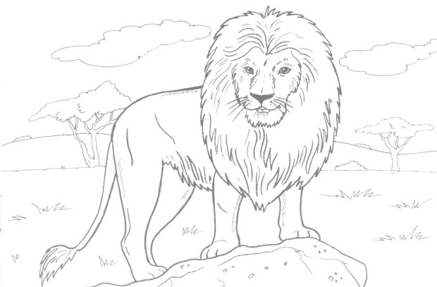 620x407 Best Realistic Lion Coloring Pages Free Printable