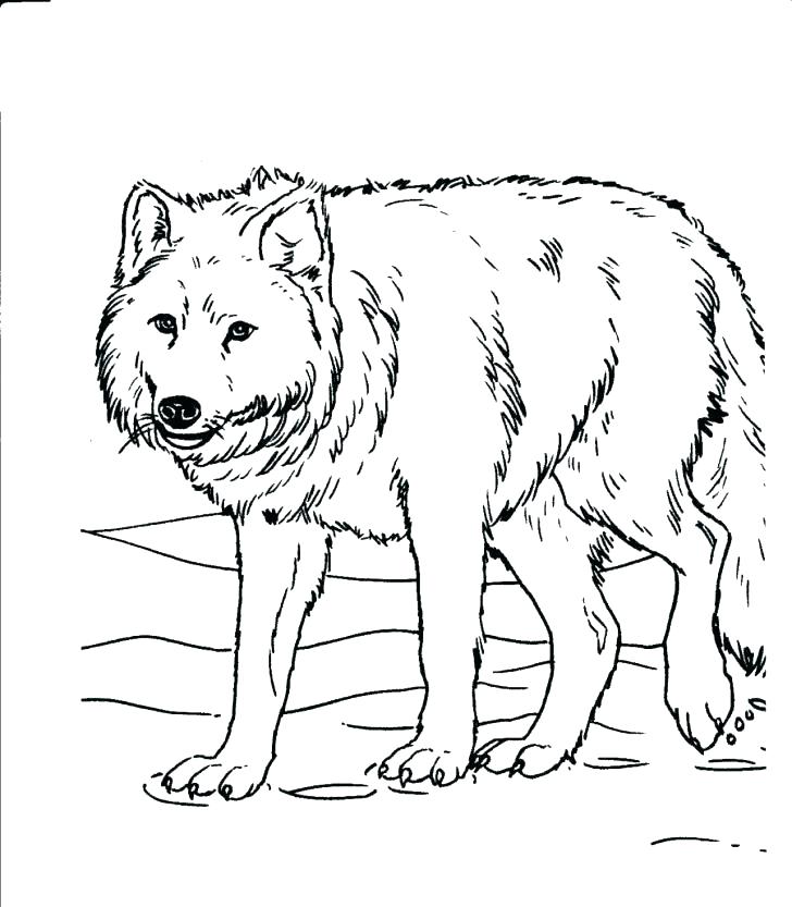 728x833 Coloring Pages Animals Realistic Forest Animal Coloring Pages