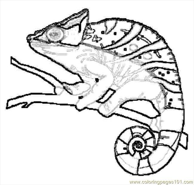 650x620 Fresh Lizard Coloring Pages Realistic Lizard Coloring Pages