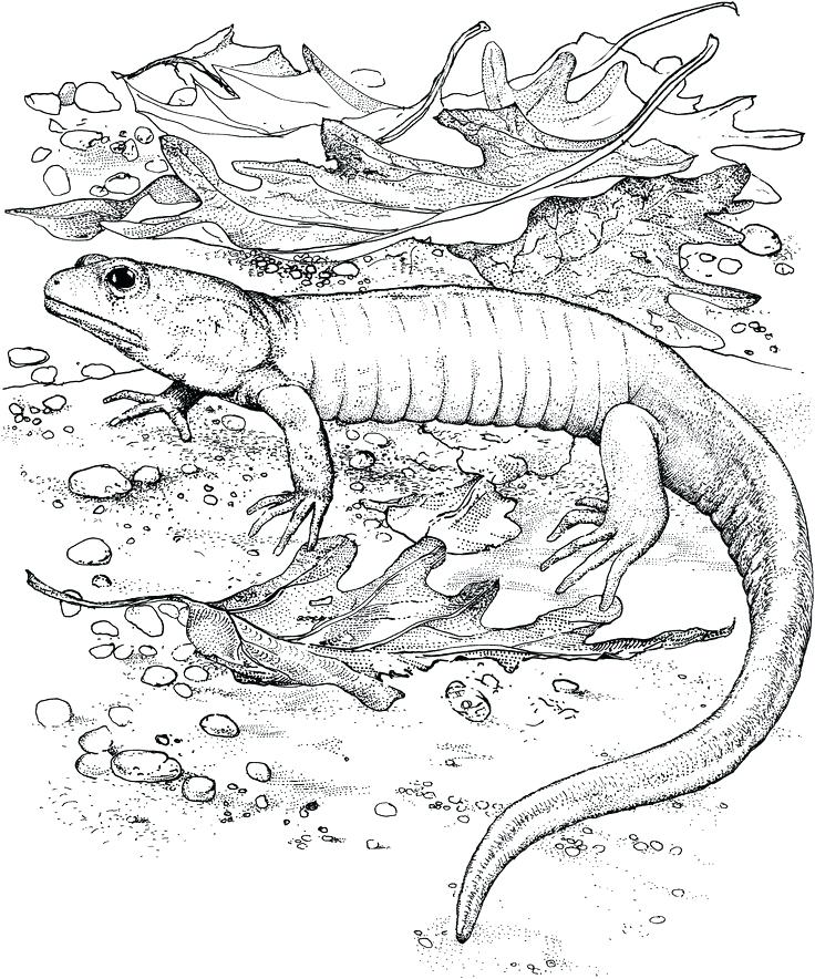 736x884 Lizard Coloring Pages Realistic Lizard Coloring Pages Realistic