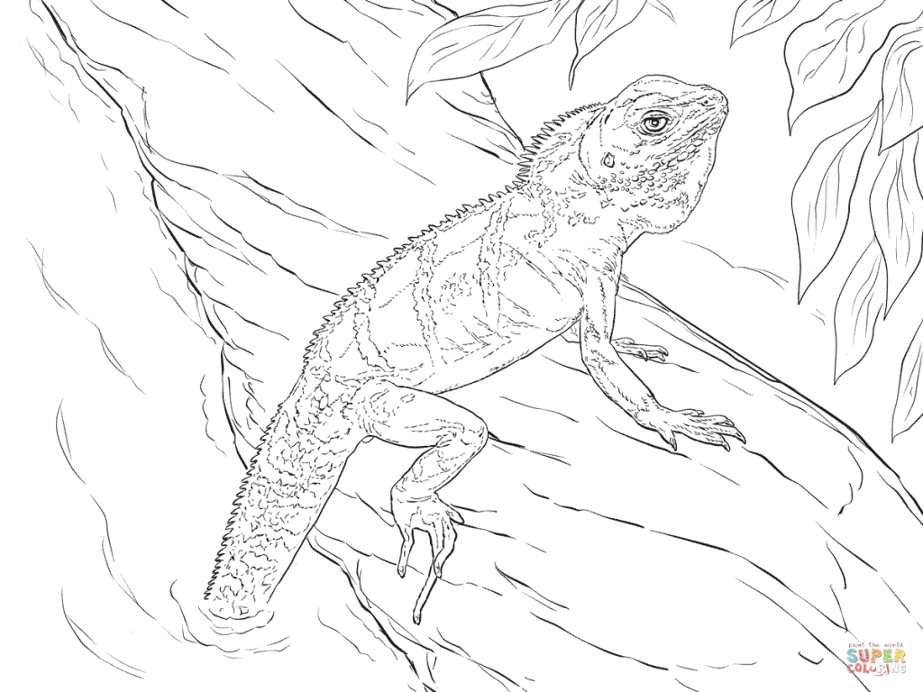 Realistic Lizard Coloring Pages at GetDrawings | Free download