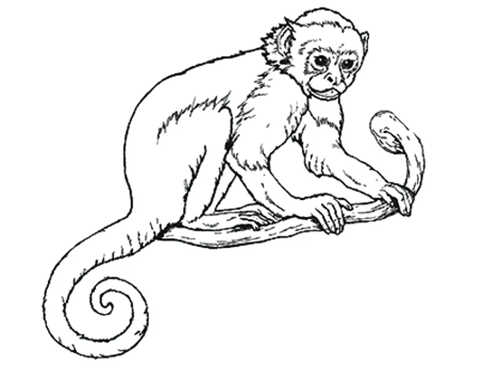 1000x760 Monkey Coloring Pages Realistic Monkey Coloring Pages Monkey
