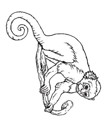 358x471 Photo Umbrella Coloring Monkey Jan Bretts Coloring Pages Album