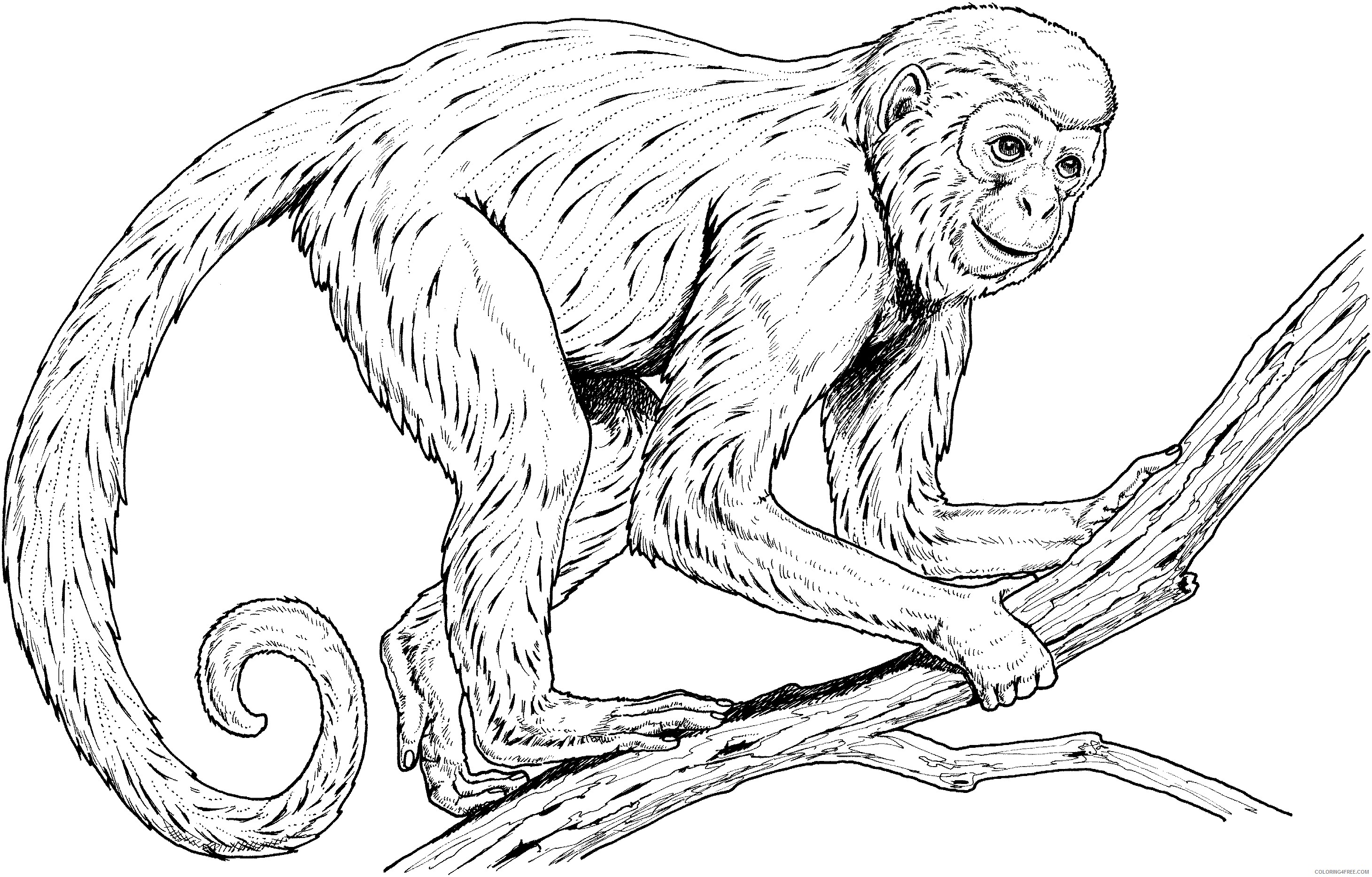 2921x1867 Realistic Monkey Coloring Pages