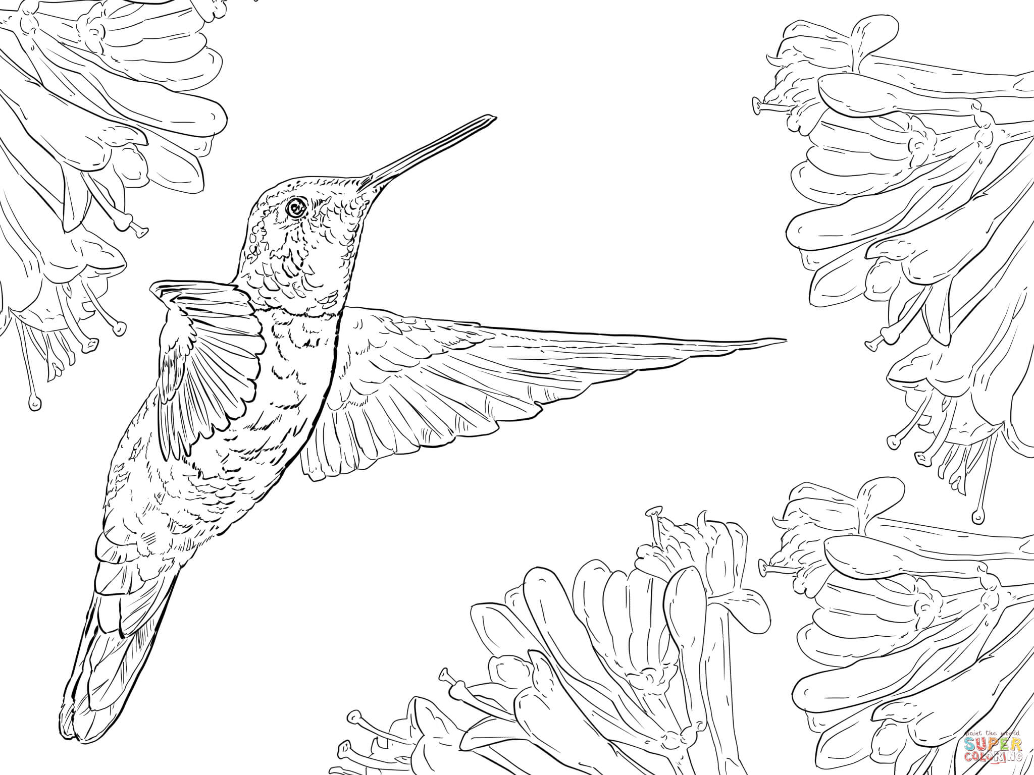 2048x1536 Hummingbird Coloring Pages