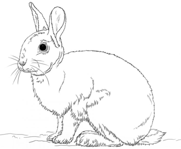 736x603 Best Animal Coloring Pages Images On Animal