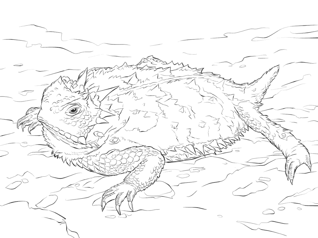 1024x768 Realistic Texas Horned Lizard Desert Coloring Pages