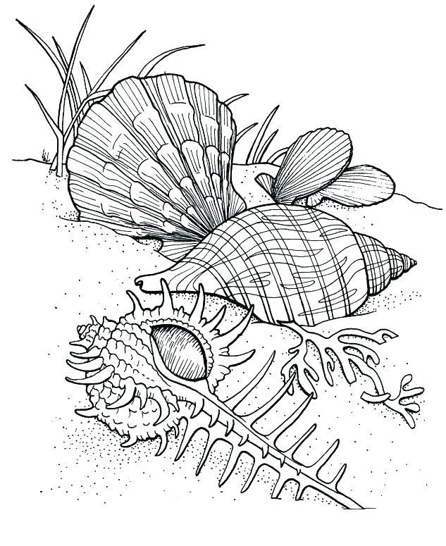 633x775 Marine Life Coloring Pages Under The Sea Coloring Pages Ocean Life