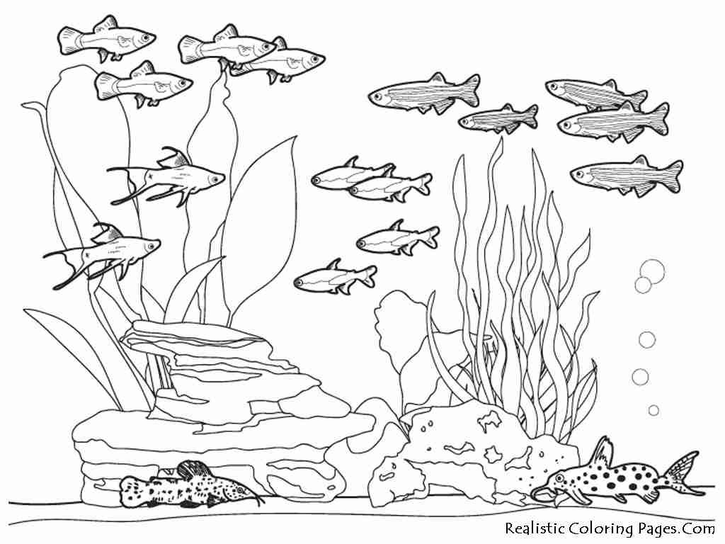 1024x768 Ocean Coloring Pages Tearing Realistic Sea Animal Olegratiy