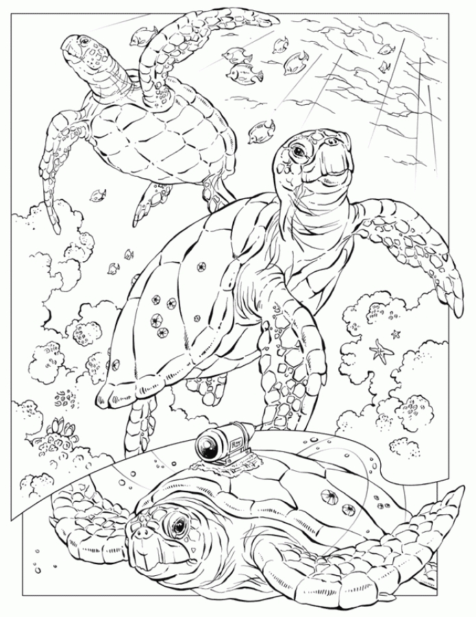 695x900 Realistic Sea Turtle Coloring Pages For Adults Animal Coloring